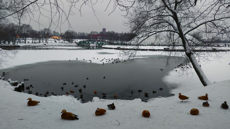 ... с утками. фото превью