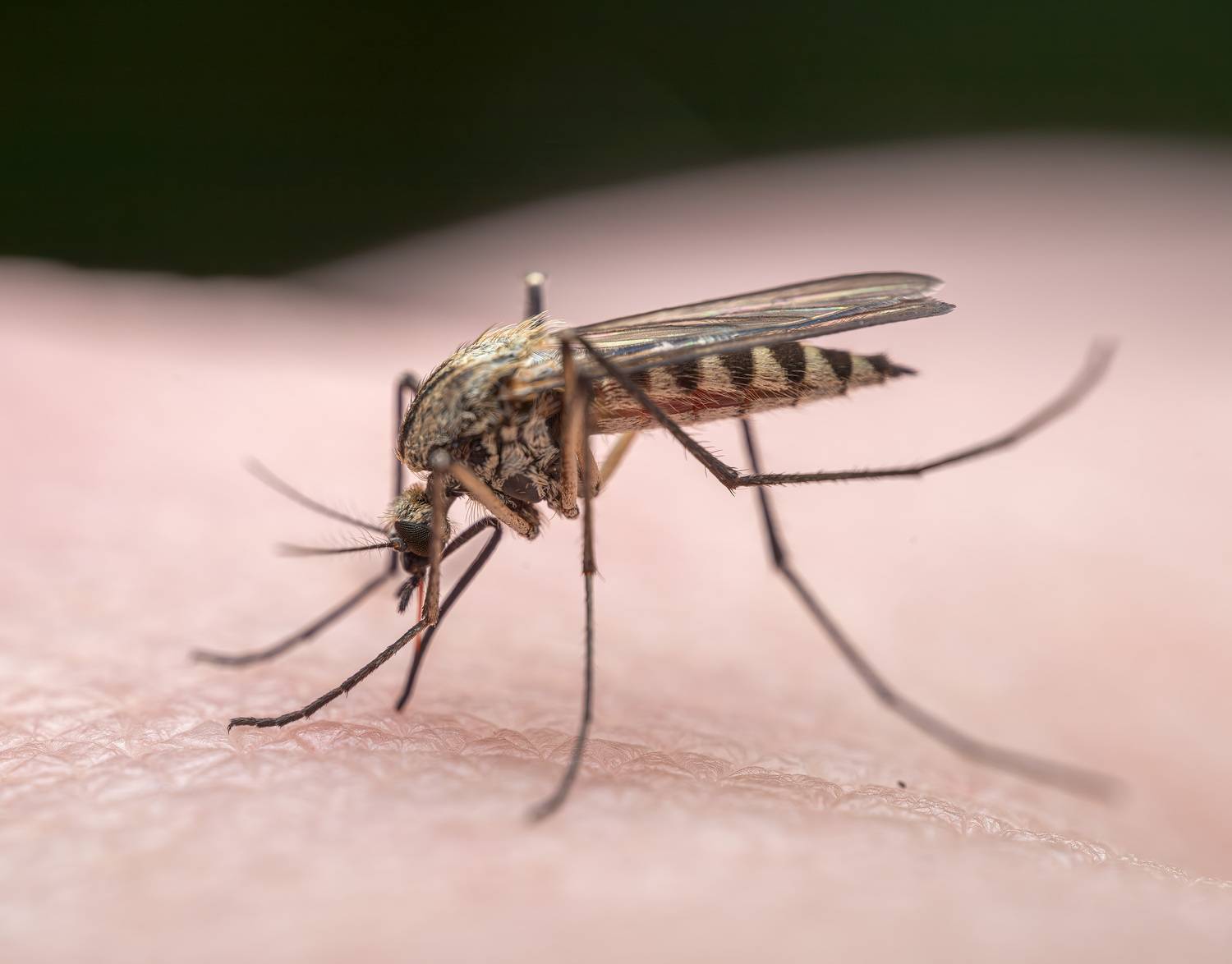 комар, вампир, Миша Усольцев