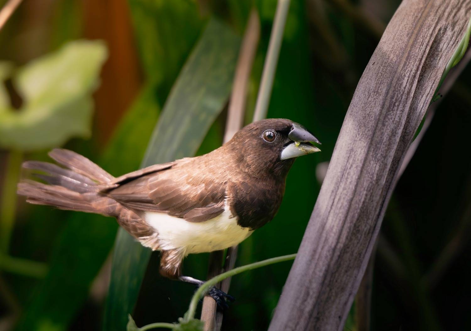 , Ширгин Сергей