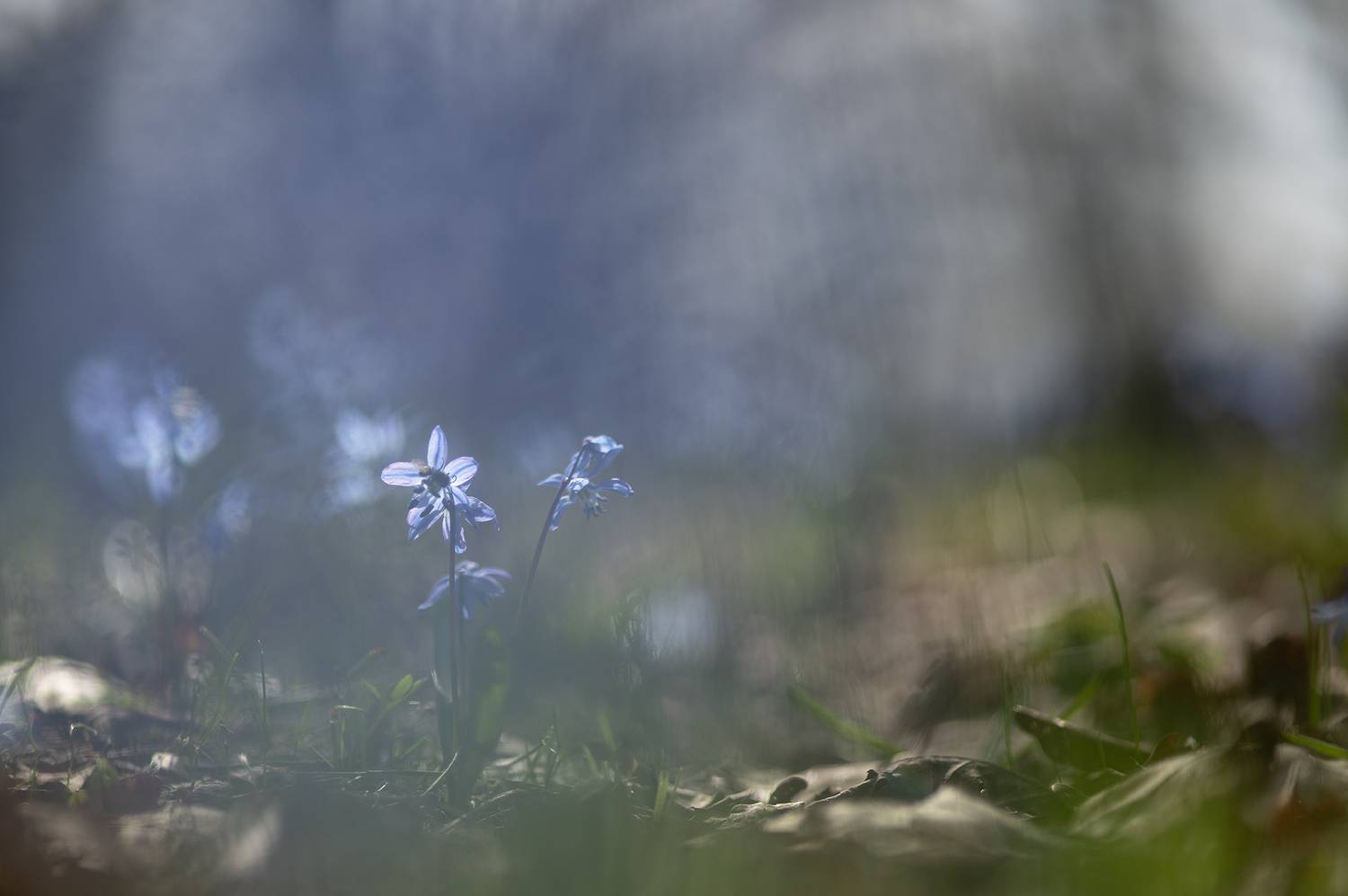 пролеска, первоцвет, апрель, весна, свет, цвет, россия, воронеж, геннадий мещеряков, nikon d 850, carl zeiss makro-planar t* 100mm f/2 zf.2, Мещеряков Геннадий