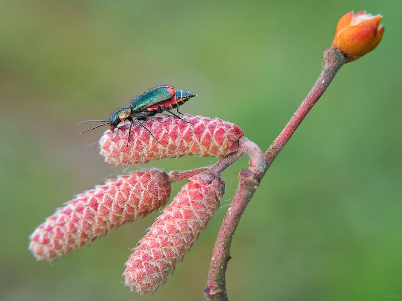 жук малашка *** фото превью