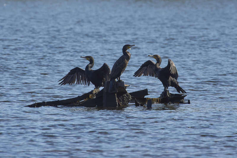 большой баклан, птицы,  Большой баклан фото превью