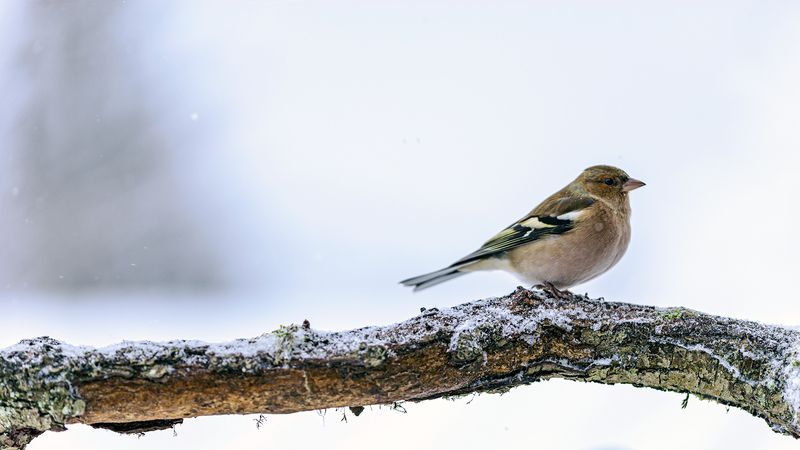 Чинка на Клон фото превью