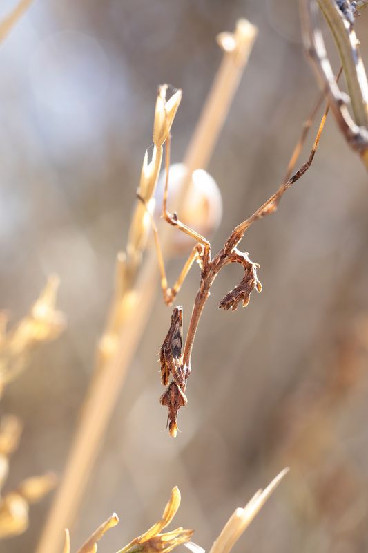 Эмпуза полосатая фото превью