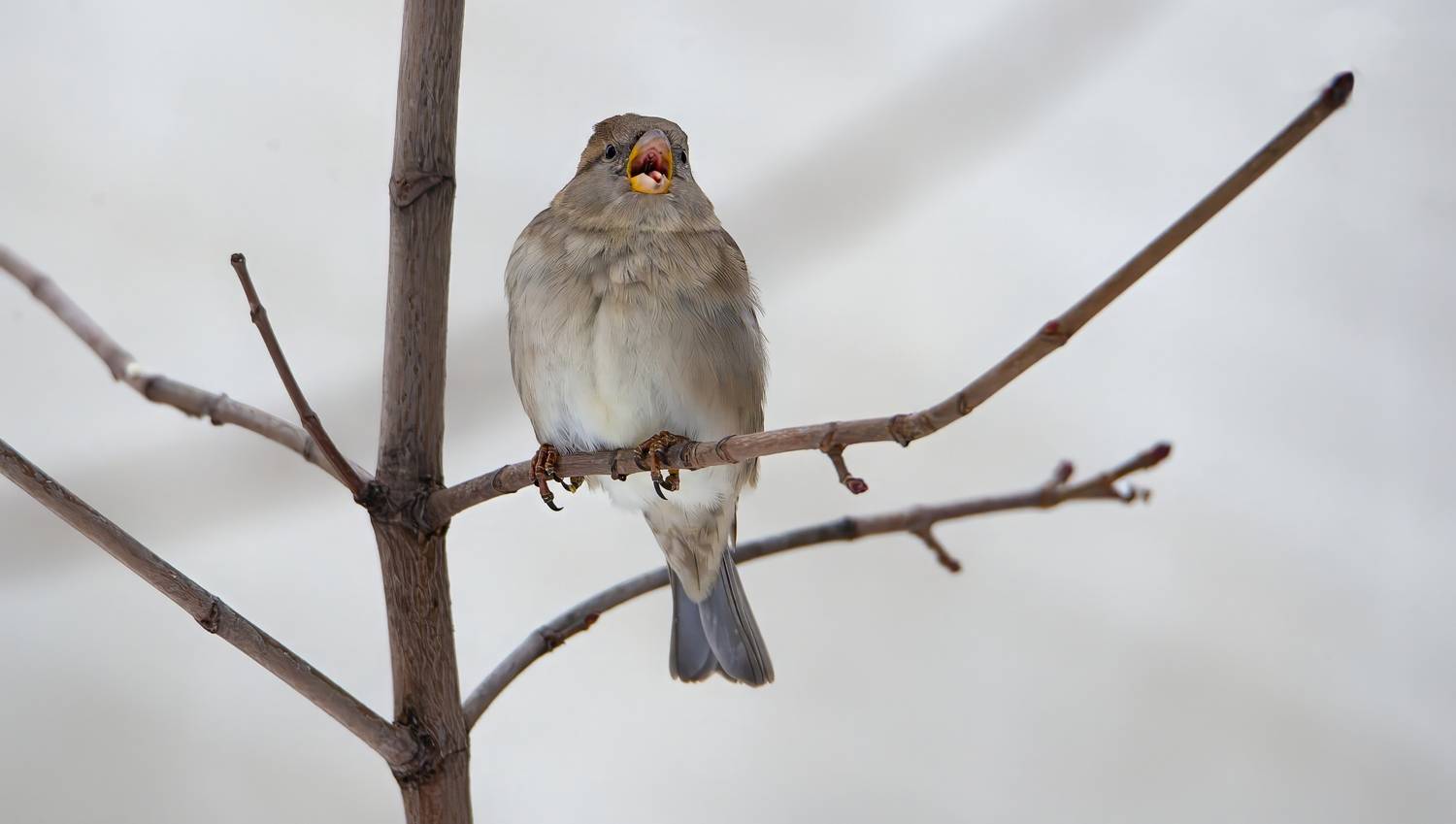 , Железнова Людмила