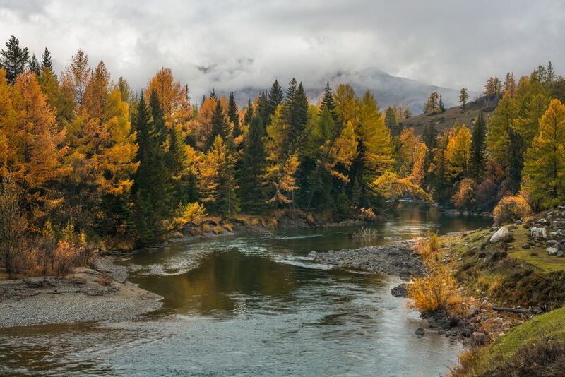 россия, горный алтай, река,  осень, утро Утром после дождя фото превью