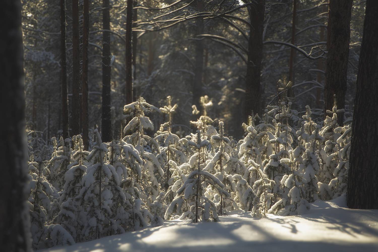 , Евгений Зинов