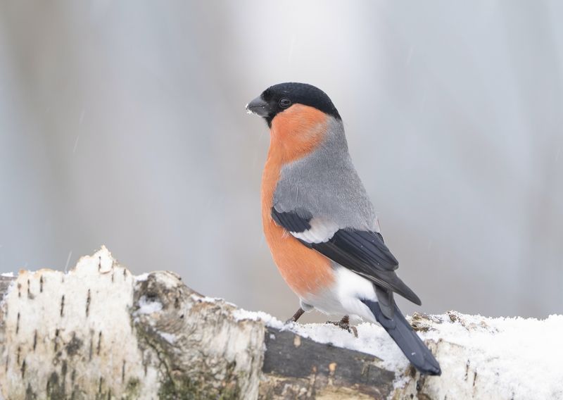 птицы,природа, зима Снегирь фото превью