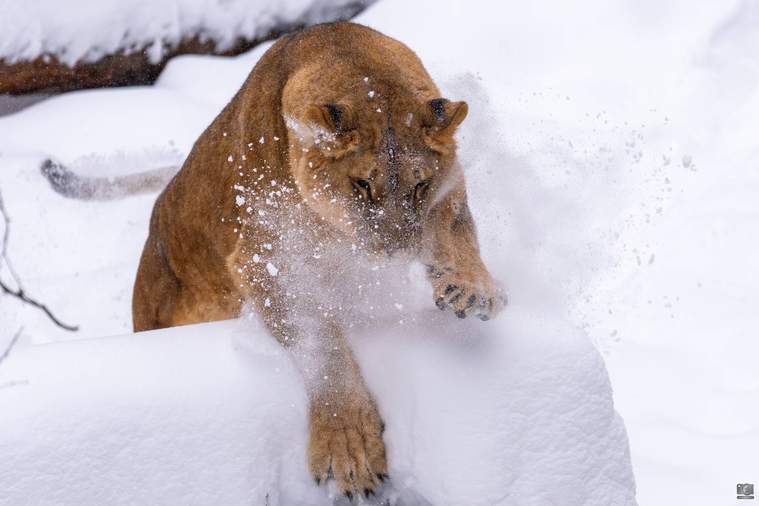 львы, Ковалев Дмитрий