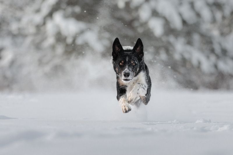 Hop фото превью