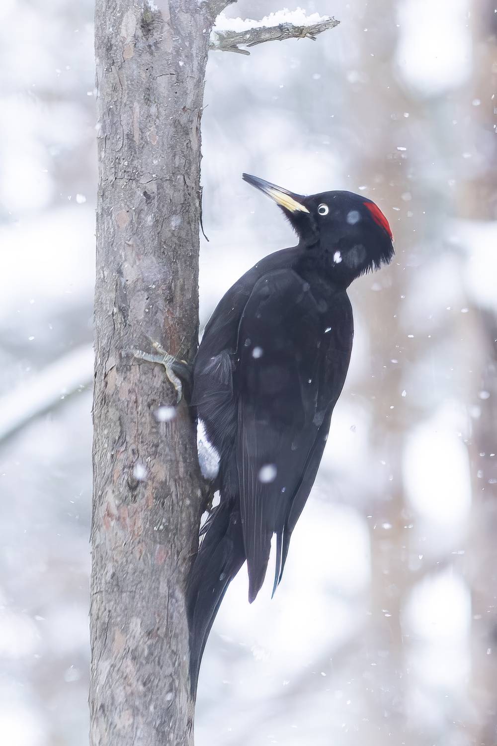 животные, птицы, природа, дикая природа, wildlife, nature, birds, animal, canon, Пронин Денис