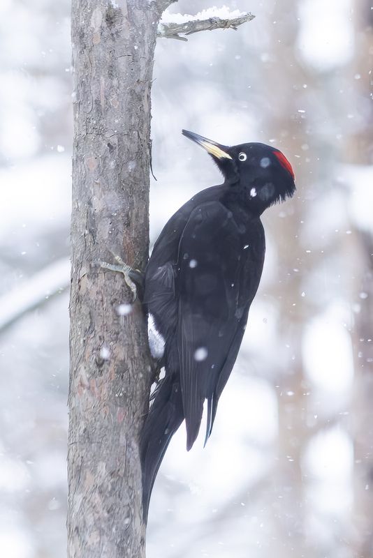 Желна фото превью
