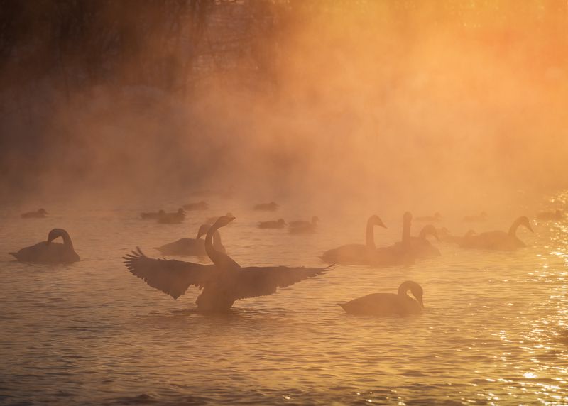В янтарном свете фото превью