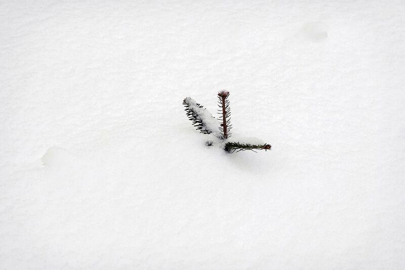 Тепло ёлочке фото превью