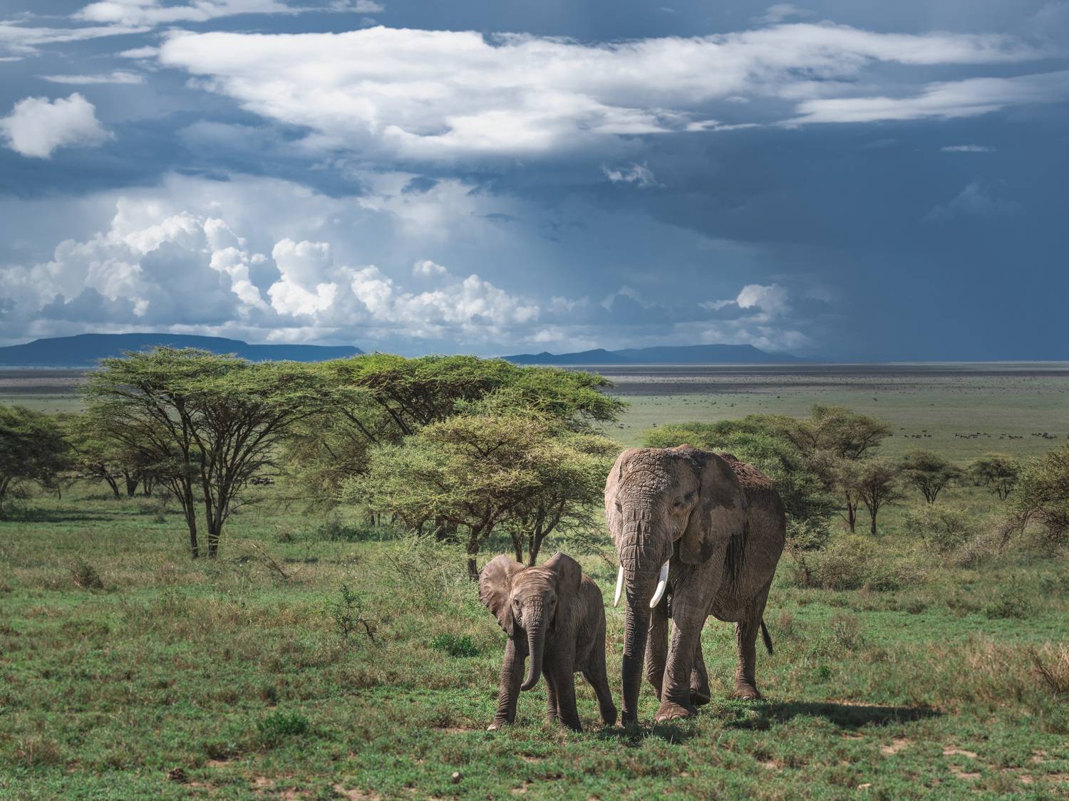 африка, танзания, серенгети, слон., Николаев Дмитрий