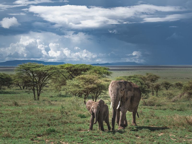 африка, танзания, серенгети, слон. С мамой ничего не страшно. фото превью
