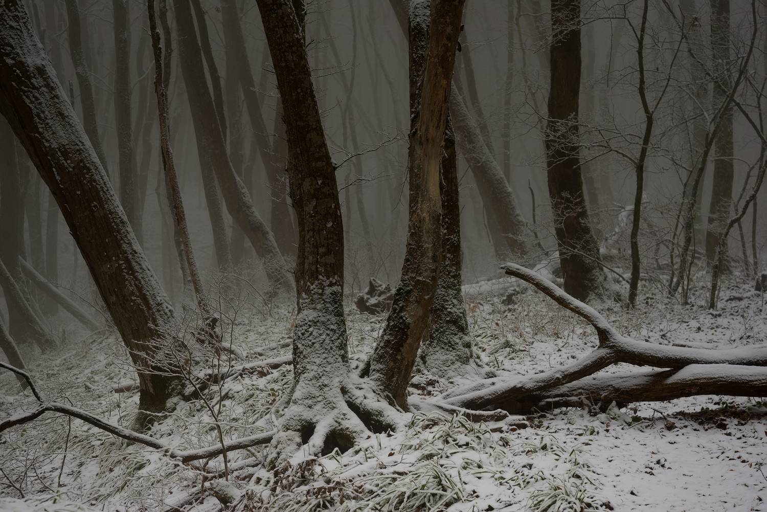 зима туман лес утро, Александр Жарников