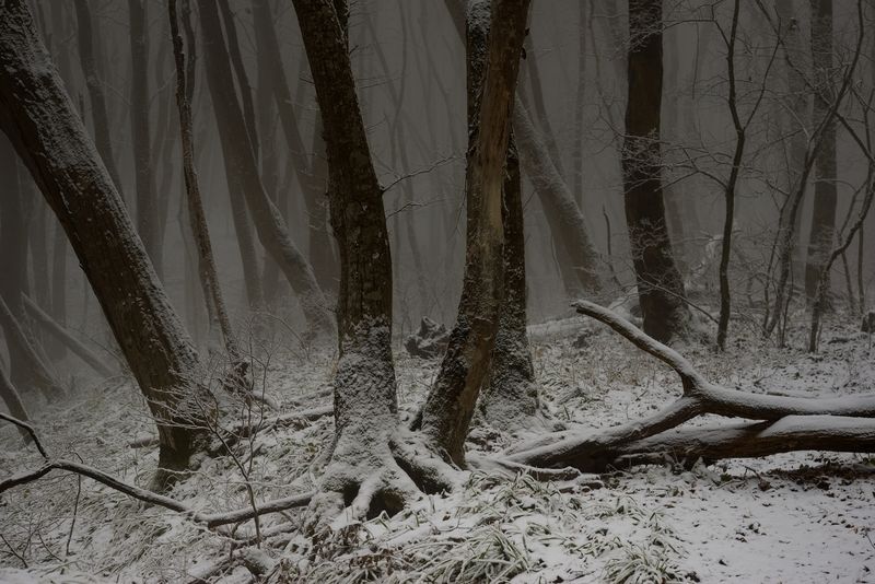 зима туман лес утро Туманное утро фото превью