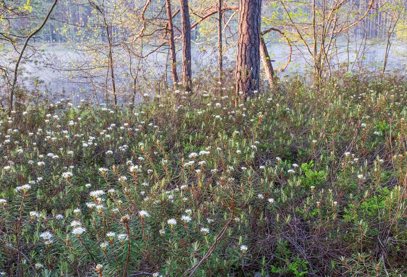 Весенний этюд фото превью