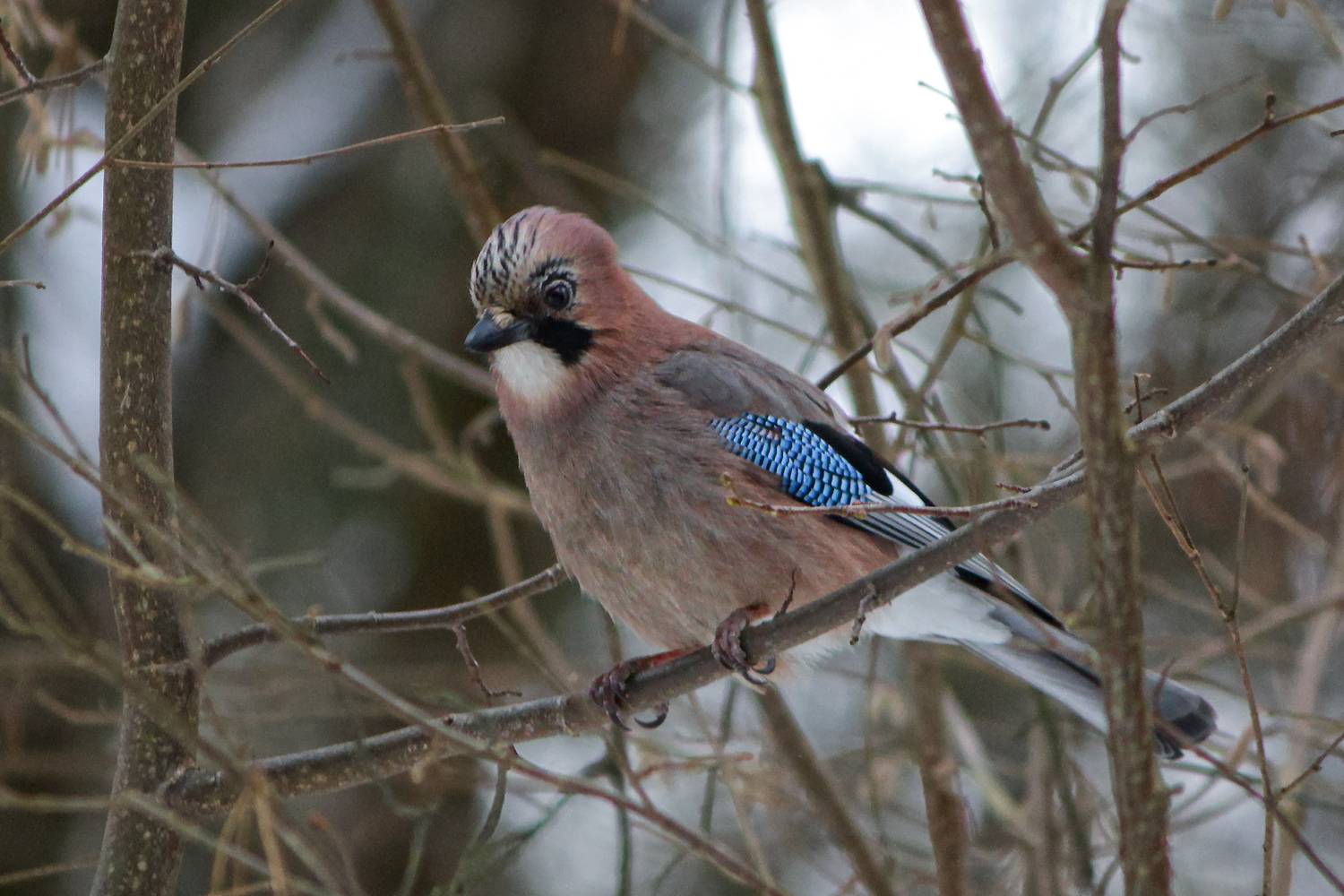 сойка, обыкновенная сойка, кареза, garrulus glandarius, КарОл