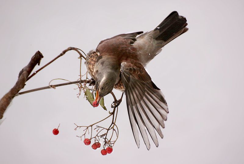 природа. птицы, дрозд, рябина, ветка Дрозд с рябиной фото превью