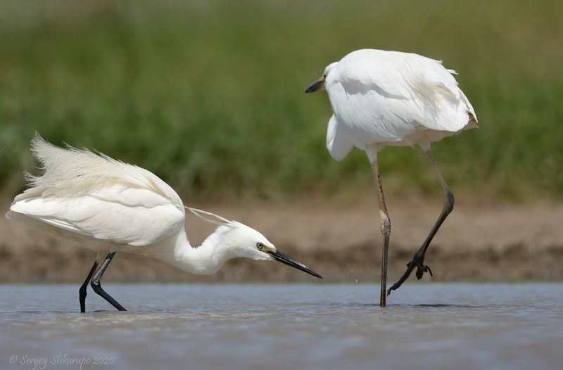 Охота малой белой цапли фото превью