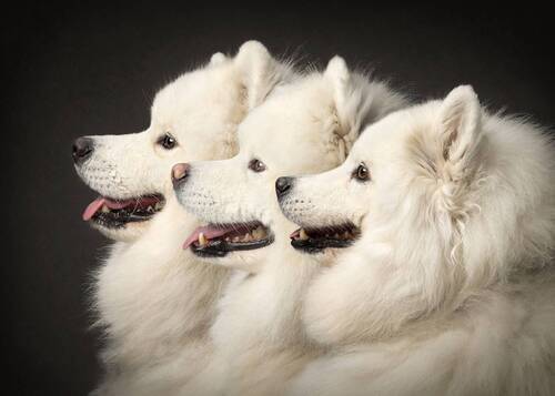 Samoyeds