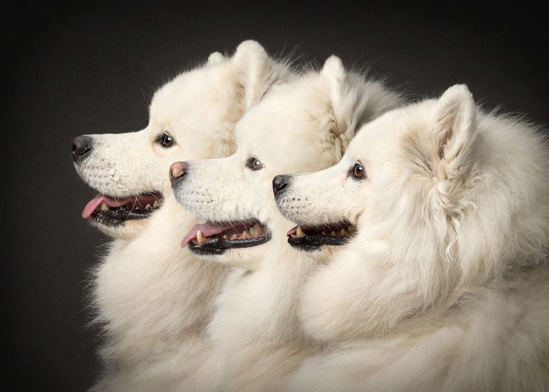 #samoyed #dog Samoyeds фото превью