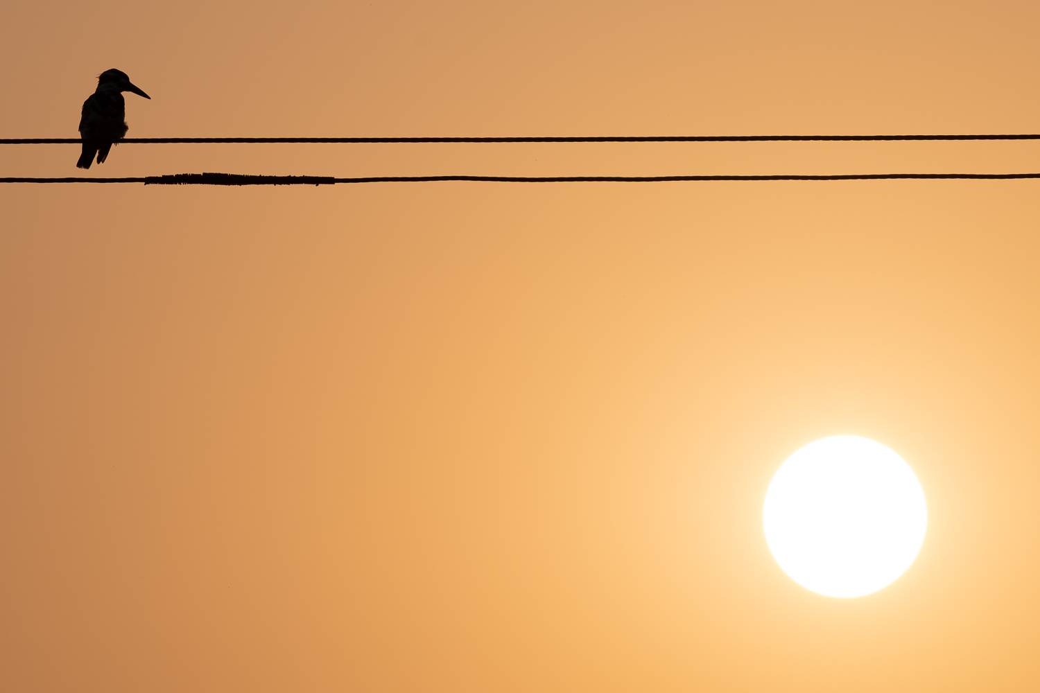 kingfisher, india, wildlife, Nikolay Slutskiy