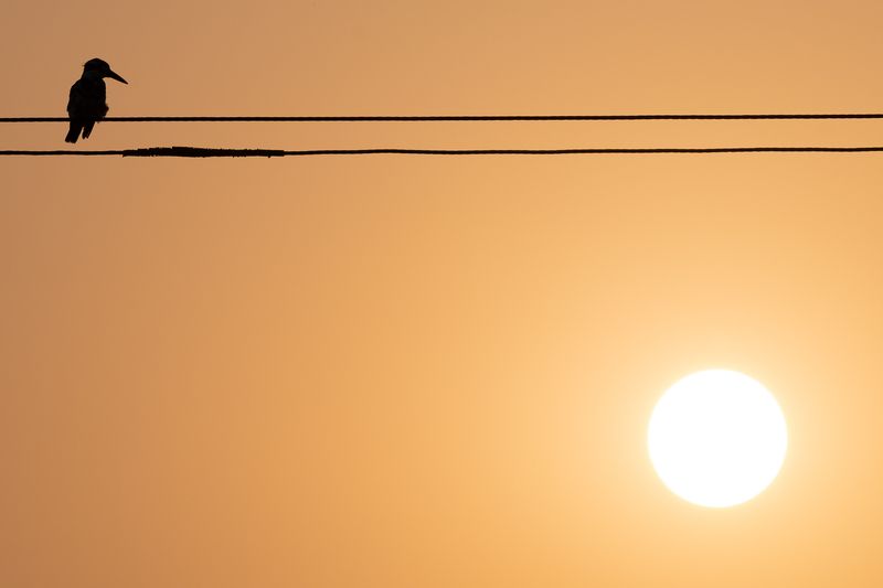 kingfisher, india, wildlife  фото превью