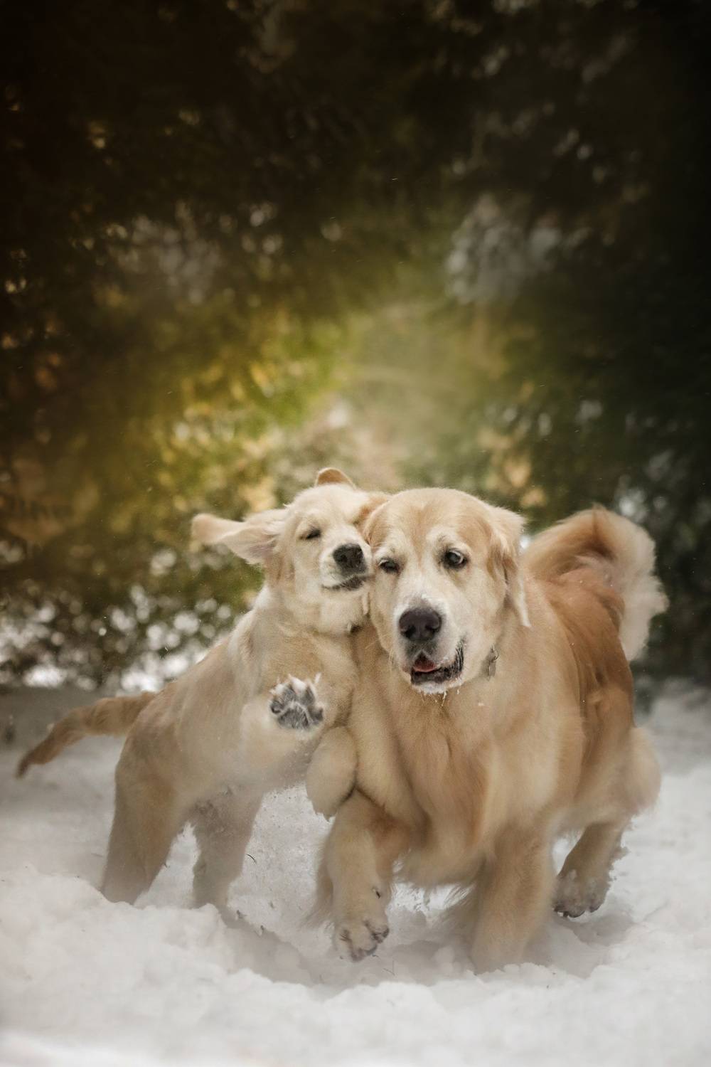 , Андрей Ершов