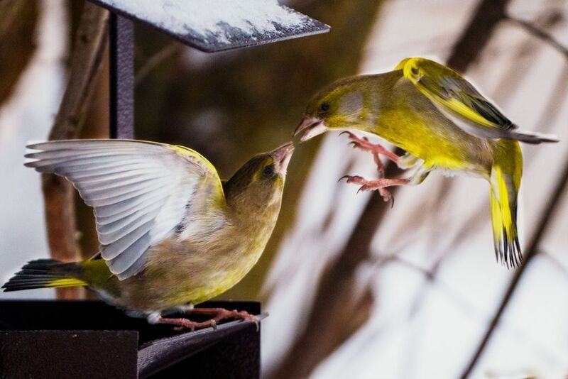 Воздушный поцелуй фото превью