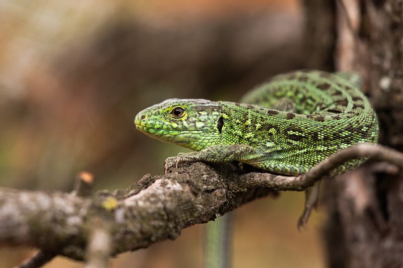 Зелёный ящер фото превью