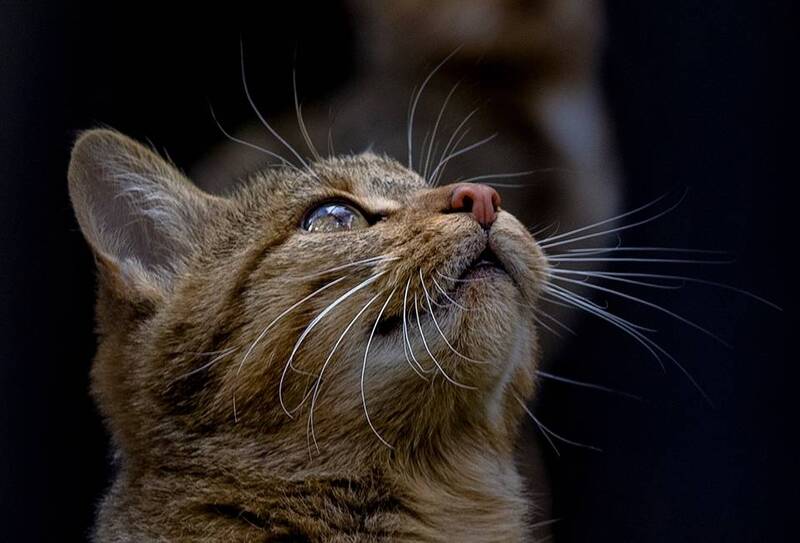 Кошка фото превью