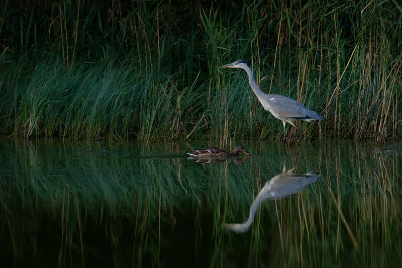 bird, птица, сераяцапля, курсшскаякоса, birdwatching, birdphotograph,anasplatyrhynchos, калининград Соседи по озеру фото превью