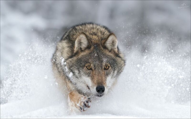 волк, серый волк, европейский волк, фототур в красный бор, красный бор, фотосъемка волков, grey wolf, canis lupus, фототуры 2026, бегущий волк, волк бегущий по снегу По снегу .. фото превью