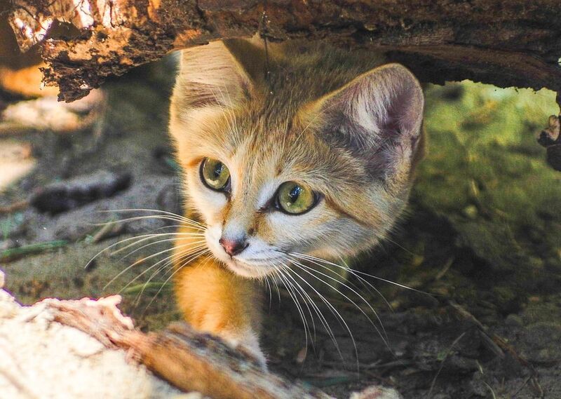 Котёнок фото превью