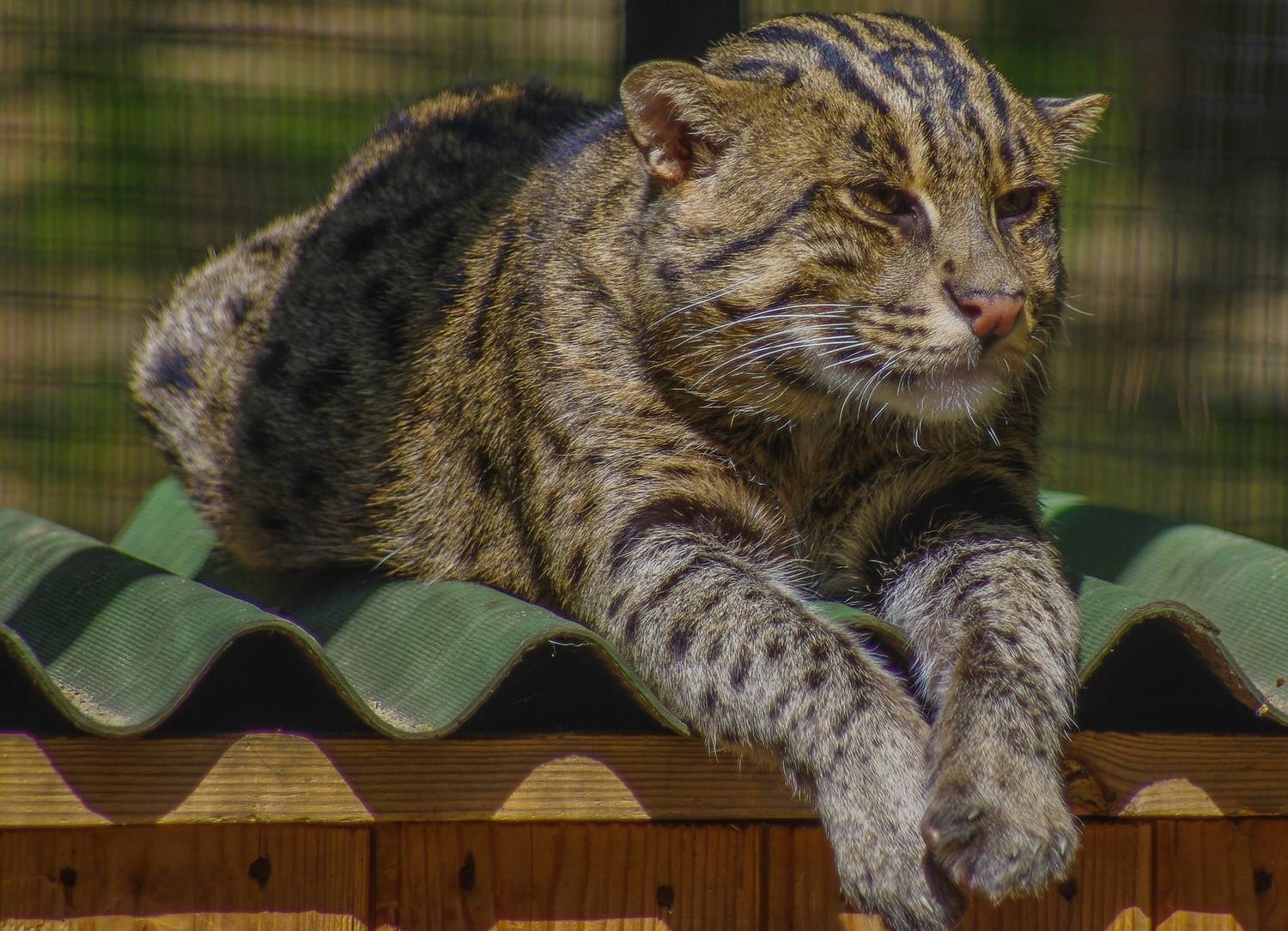 , Михаил Измайлов