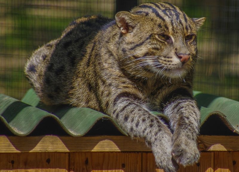 Котяра фото превью