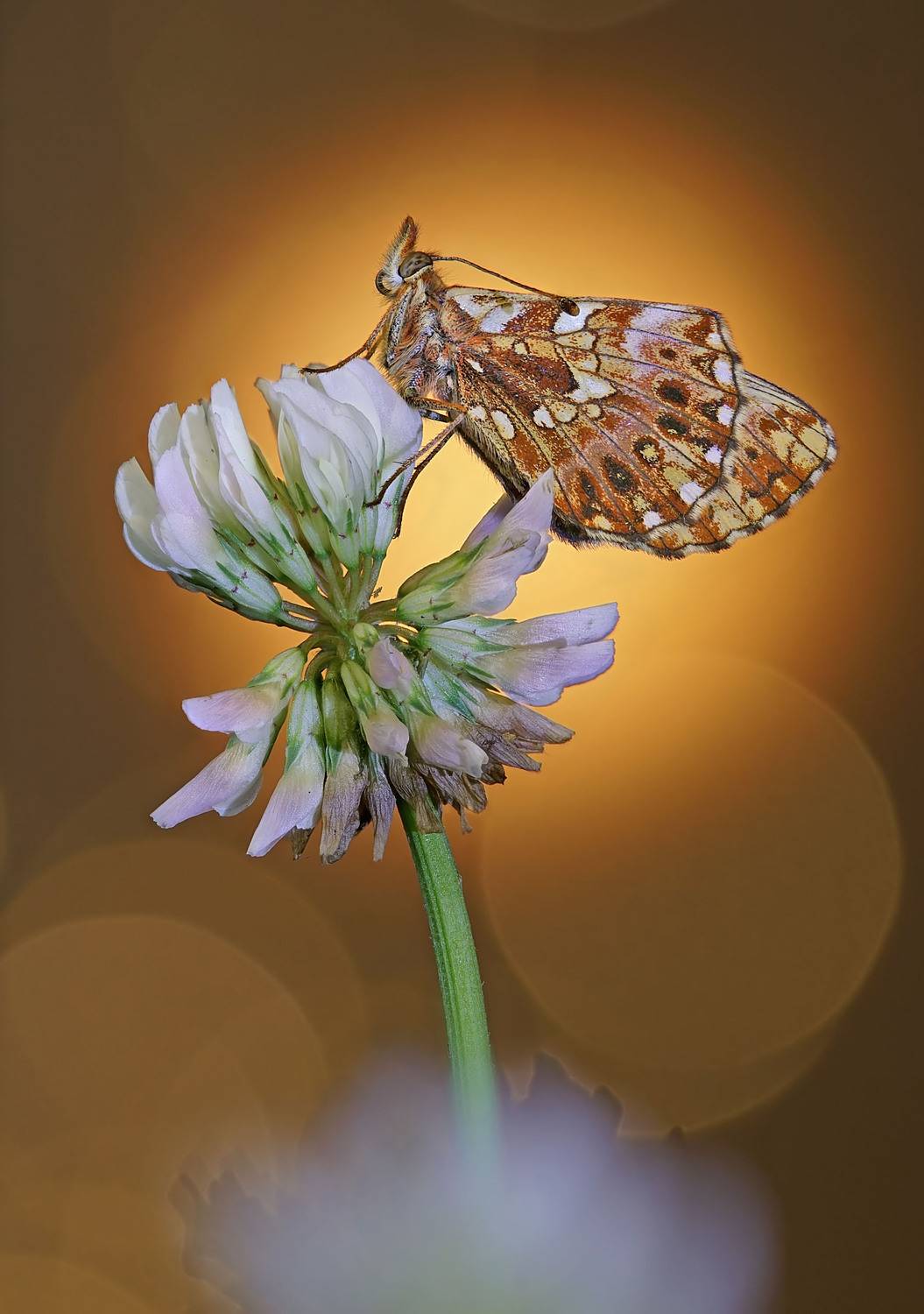 , Чепленко Алексей