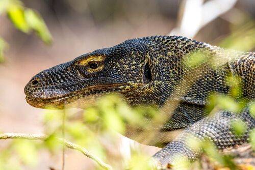 Комодский дракон