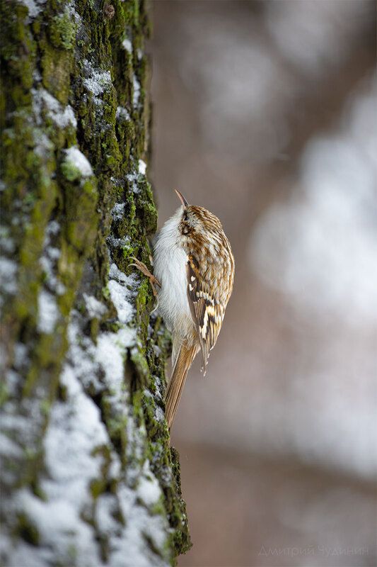 Пищуха фото превью