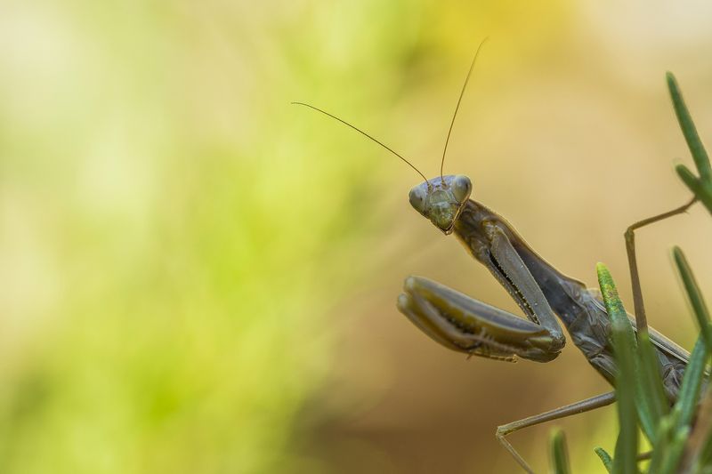 Mantis religiosa фото превью