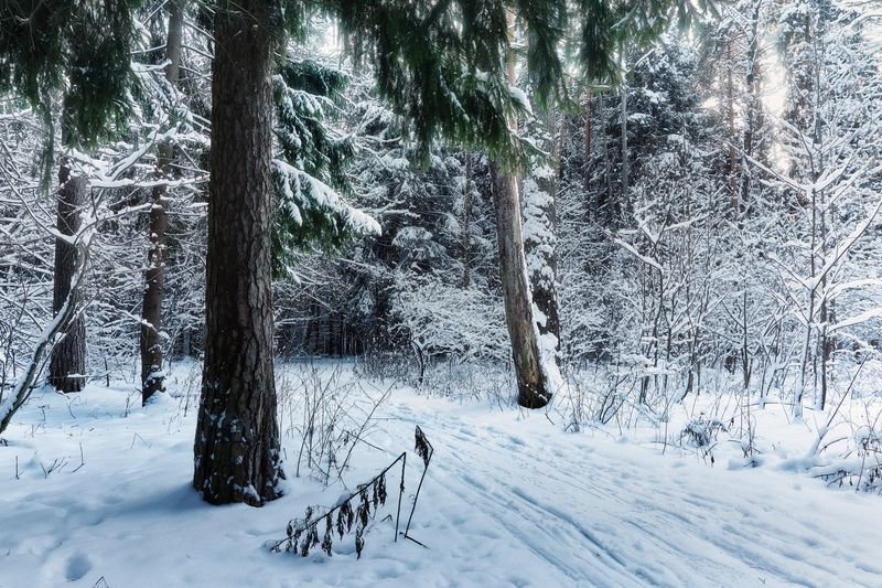 лес, деревья, снег, свет В заснеженном лесу фото превью