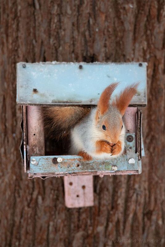 Кто-кто в теремочке живёт? фото превью