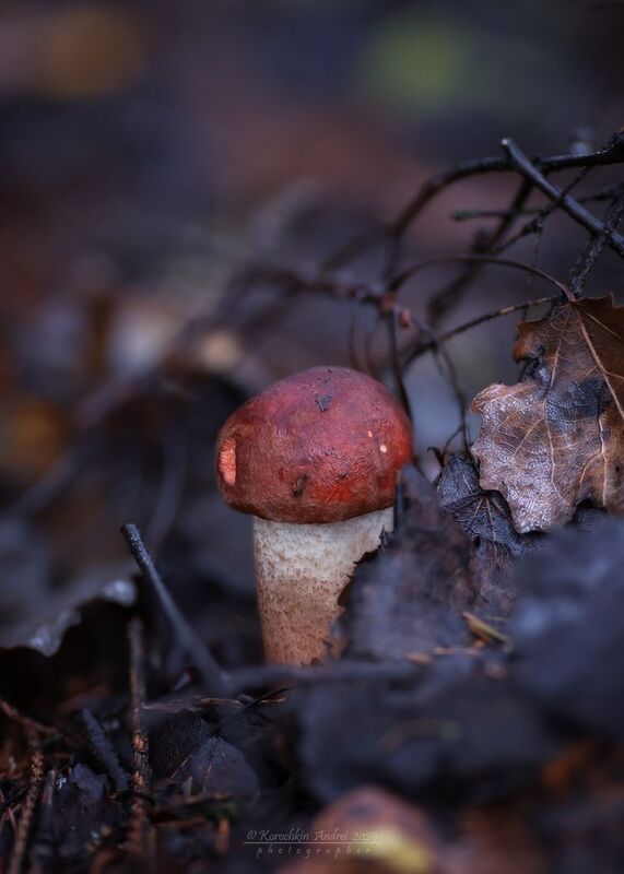 ... подосиновики и не только ... фото превью