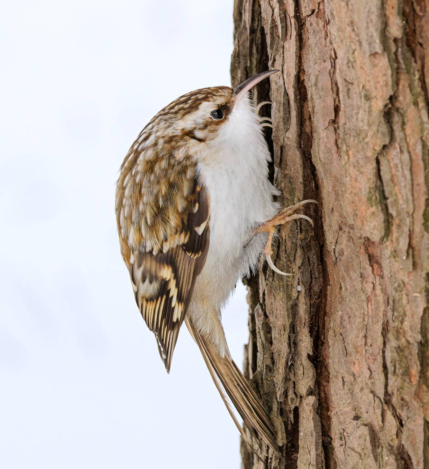 птицы, пищуха, фотоохота, Михаил