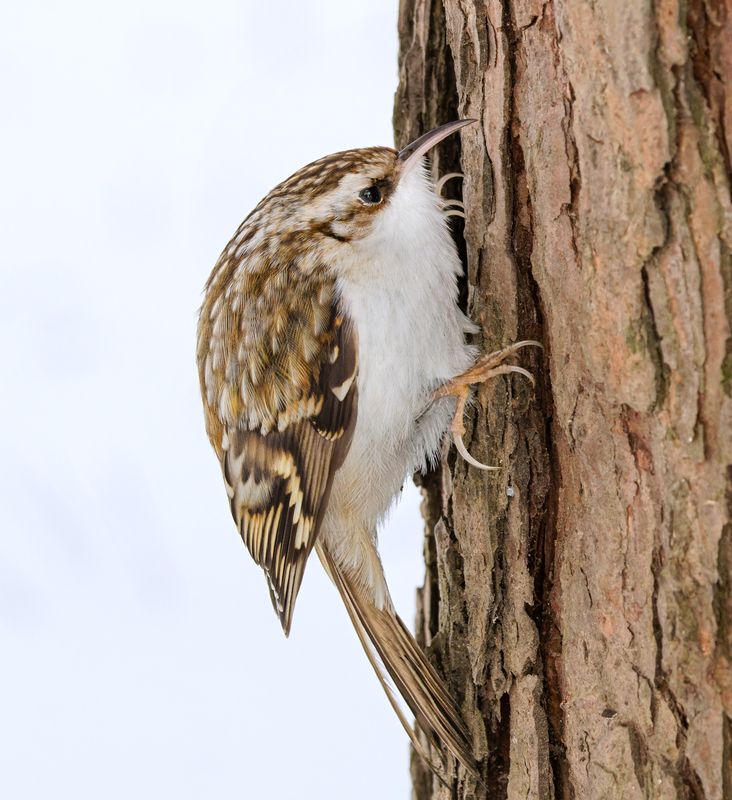 птицы, пищуха, фотоохота Пищуха фото превью
