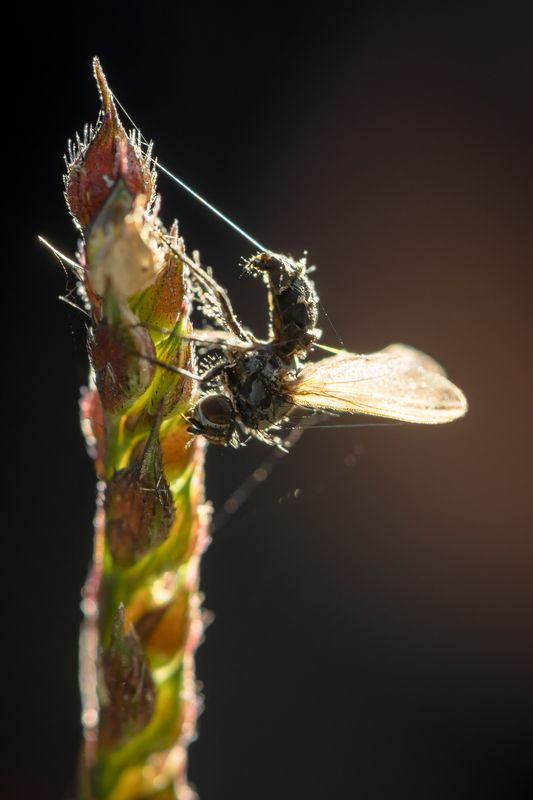 гриб паразит, энтомофтора Не подходи - убью фото превью