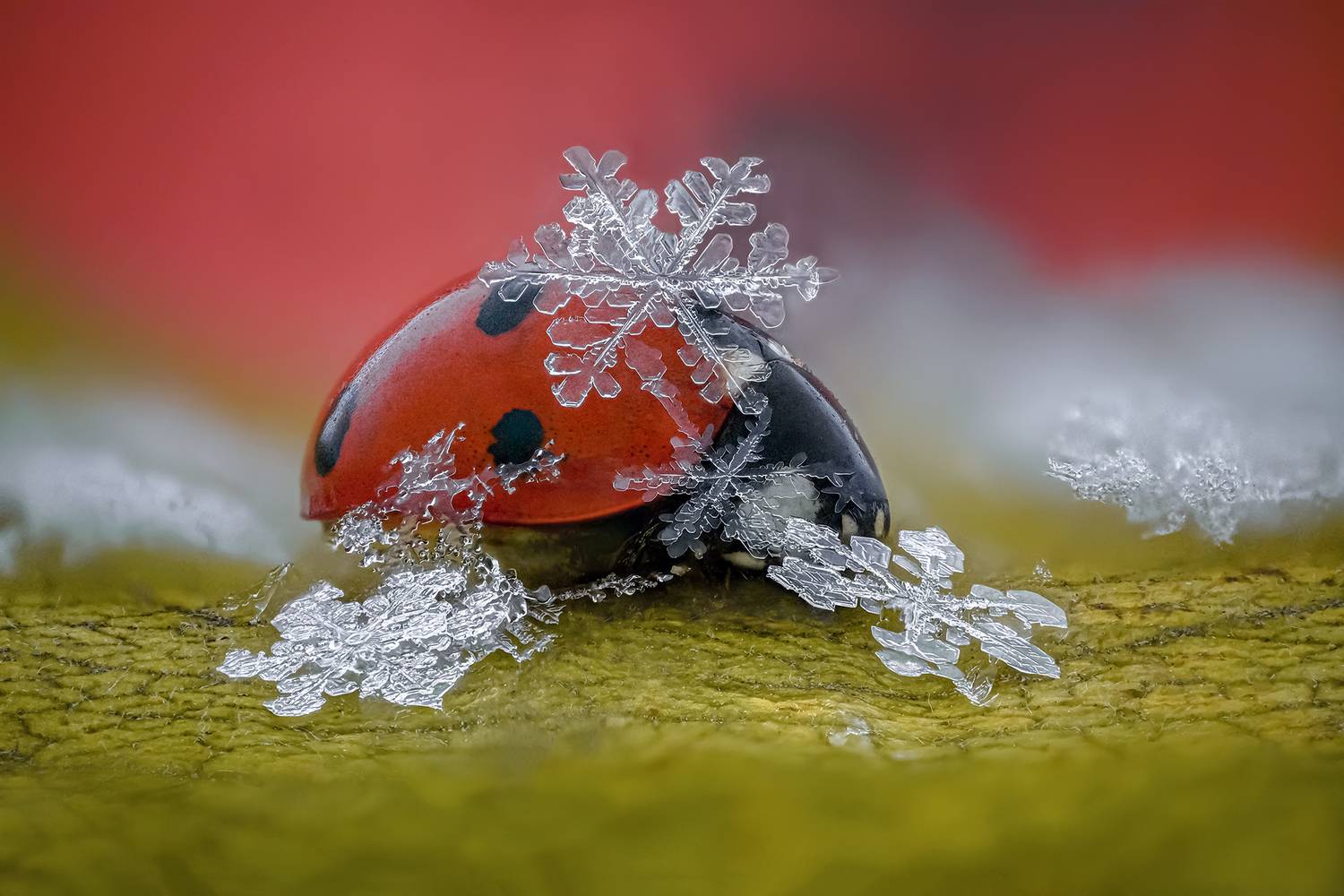 ceclii, macro, Tsvetan Ganev